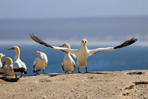 Cape Gannet (Morus capensis), adult, taking flight, flying off, taking off, on land, coast, beach,