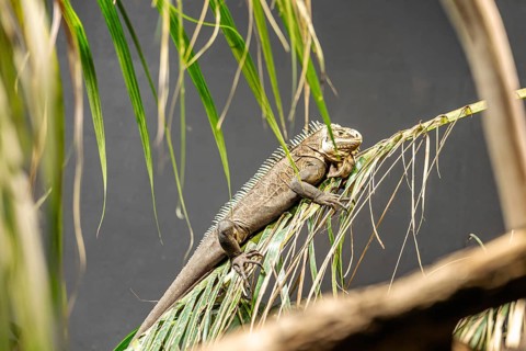 A green iguana rests on a palm leaf. The reptile has a long tail and distinctive spines along its