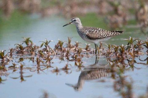 Bruchwasserlaeufer, tringa glareola, wood sandpiper, birds, charadriiformes, limikolen, mirror,
