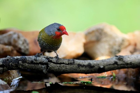 Colourfulastrid (Pytilia melba), adult, male, alert, on the lookout, by the water, Kruger National