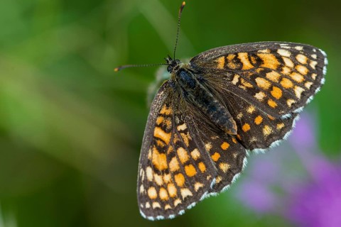 Common butterflies, heath fritillary, melitaea athalia, quail wheat moth, butterfly, insects,