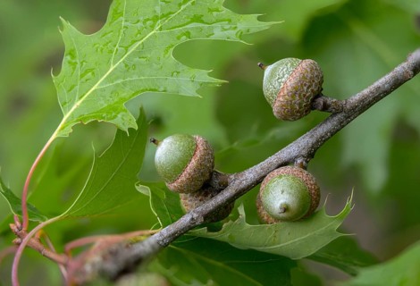 American tip oak, beech family, fagaceae, quercus rubra, red oak, tree, trees, flora, northern red