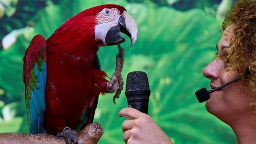 A red parrot with a microphone, held by a woman, in front of a tropical background, Parrot