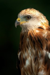 Accipitriformes, Milan, Milvus Milvus, Red Kite, Red Kite, Birds of Prey, High Size, Portrait