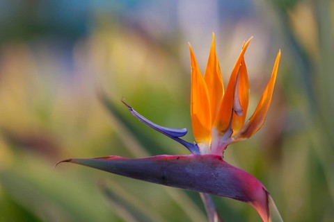 Bird-of-paradise flower (Strelitzia reginae), Cyprus