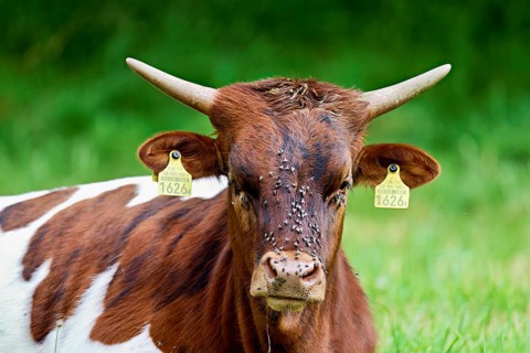 Texas Longhorn beef full of flies on their foreheads, Meienberg, Aargau Canton, Switzerland