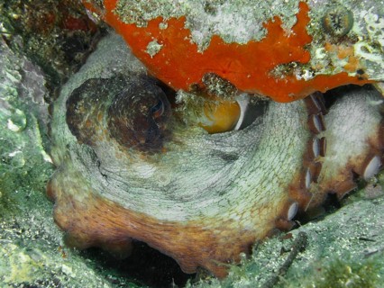 A Common Octopus (Octopus vulgaris) has curled up amongst the rocks, dive site: Cap de Creus Marine
