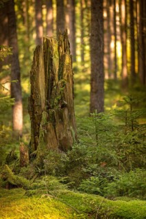 Tree, trees, deadwood, high size, portrait, dead wood, tree, forest, wood