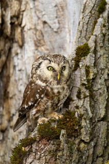 The owl perches alertly on a moss-covered tree, its sharp eyes fixed on its surroundings: a