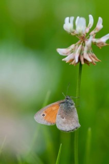 Coenonympha Pamphilus, common meadowbird, small heath, meadowbird, butterfly, high size, portrait