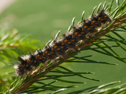 Cosmotriche lobulina, cosmotriche lunigera, kientree spinner, moonspot hen, coniferous forest
