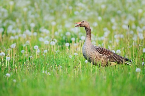 A greylag goose (Anser anser) stands calling in a meadow with dandelions, North Rhine-Westphalia,