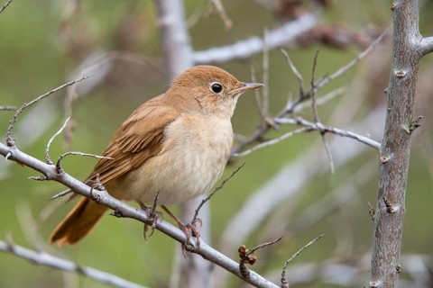 Brandenburg, Germany, Luscinia megarhynchos, Nabu project, nightingale, national natural heritage,