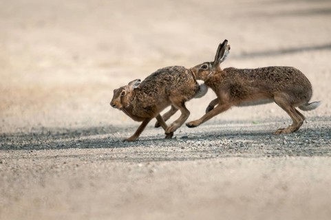 Brandenburg, European hare, hare, Germany, hares, lagomorpha, lepus europaeus, nabu, national