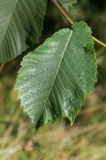 Mountain elm, ulmaceae, elm family, elm glabra, bellicose, wych elm, flora, high size, vertical