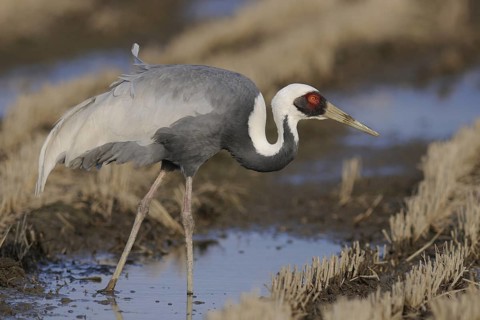 White-naped Crane (Antigone vipio) foraging, Arasaki, Japan
