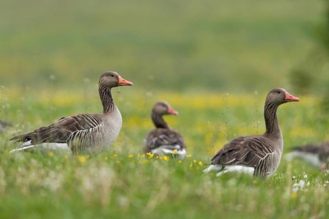 Anser Anser, Greylag or Graylag Goose, Grelag Goose, Anatidae, Birds, Duckbirds, Goose, Geese,