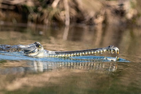 Head and snout of a Ganges gavial, also known as a gharial (Ghavialis gangeticus), Rapti River,