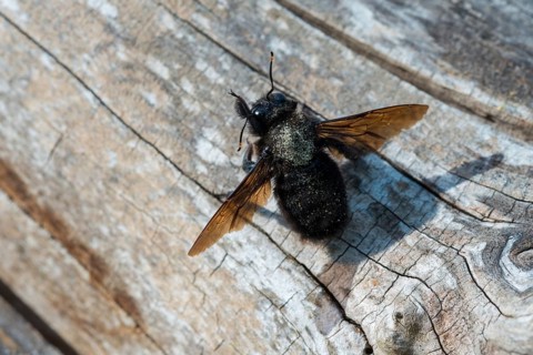 Apidae, bees, blue wood bee, large wood bee, hymenoptera, violet-winged wood bee, xylocopa