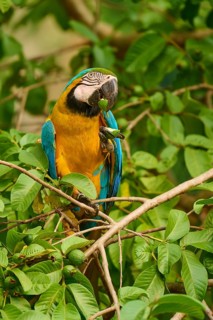 A parrot sitting and eating fruit in green surroundings: Yellow-breasted Macaw (Ara ararauna),
