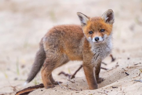 Fox (Vulpes vulpes), cub, Zandvoort, Netherlands