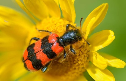 Bee beetle, bee wolf, common bee beetle, immense wolf, Trichodes apiarius, beetle, coleoptera,