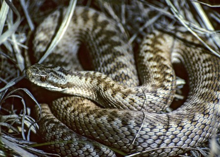 European adder, European viper, venomous snake, vipera berus, critters, poisonous reptilia,