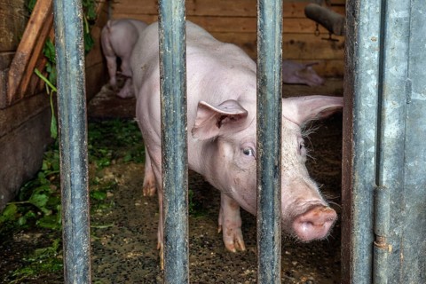 Pig in a pigsty, Alpe Schlappold, Fellhorn, Oberstdorf, Oberallgäu, Allgäu, Bavaria, Germany
