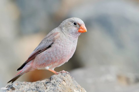 Desert bullfinch (Bucanetes githagineus), male sitting on a stone, Fuerteventura, Canary Islands,