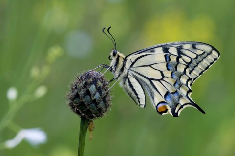 Animal Animals Insect Insects Butterfly Swallowtail (Papilio machaon) Day-flying butterfly, Hardt