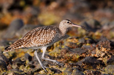 Whimbrel (Numenius phaeopus), Fuerteventura, Canary Islands, Spain
