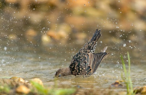 Star, Starling, Sturnus Vulgaris, Bath, Bird Bath, Birds, Passeri, Songbirds, Potion, Birdbath,