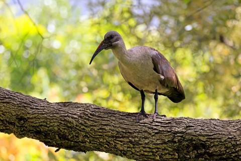 Hagedasch (Bostrychia hagedash), adult, on a tree, alert, Kirstenbosch Botanical Gardens, Cape