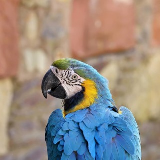 Yellow-breasted macaw (Ara ararauna), animal portrait, captive, found in South America, Hesse,