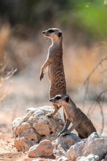 Sitting meerkat (Suricatta suricata), funny, Kgalagadi Transfrontier Park, Northern Cape, South