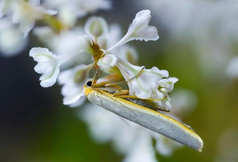 Eilema Complana, lichens, yellow-staying lichens, insects, moths, moths, moths, scarce footman,