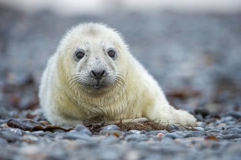 Young grey seal (Halichoerus grypus) on the beach, Nordesee, Heligoland, Schleswig-Holstein,