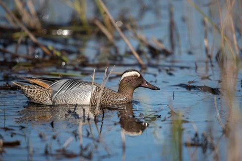Anas Querquedula, Garganey, Granelli, Italy, crisp duck, Pantano Cuba lagoon, Pantani Cuba and