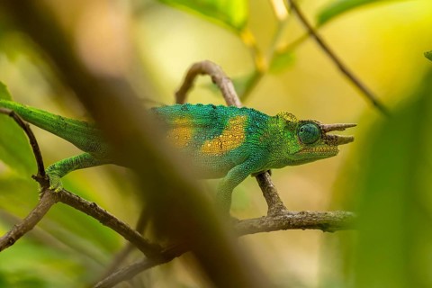 Three-horned chameleon (Trioceros jacksonii), male, Bwindi Impenetrable Forest National Park,