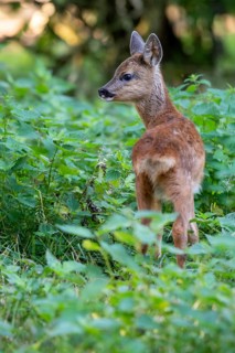 Roe deer, fawn (Capreolus capreolus), Vechta, Lower Saxony, Germany