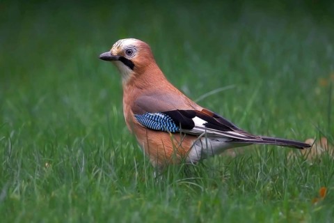 Animals Birds Eurasian Jay, Corvidae, (Garrulus glandarius), Germany