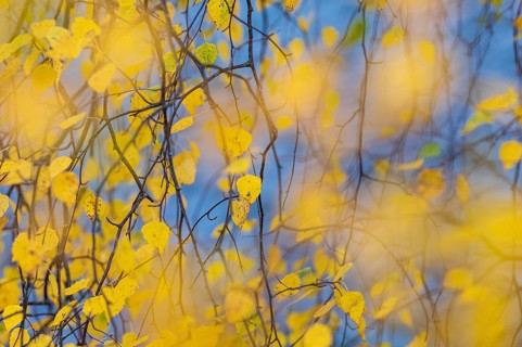 Leaves of a birch tree (Betula) in their natural colours on the shore of a lake, Aviemore,