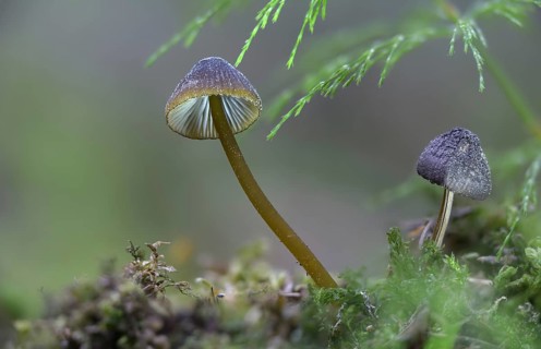 Green-edged helmet, mycena viridimarginata, olive-brown helmet, fungi, fungi, mushrooms