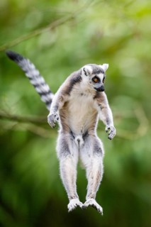 Ring-tailed lemur (Lemur catta) jumping from a branch, captive, Germany