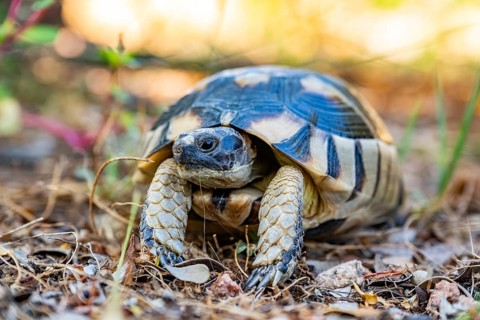 Hermann's tortoise (Testudo hermanni) walking on the ground, wildlife, Sardinia, Italy