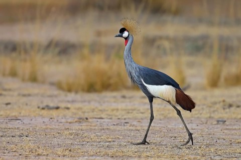 A walking crowned crane (Balearica pavonina) . South Luangwa National Park, Zambia