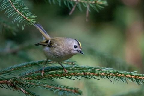 Goldcrest, golden chicken, Regulus regulus, winter golden chicken, birds, passeri, songbirds, birds