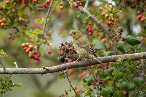 Greenfinch (Chloris chloris) adult bird in a hawthorn tree in a hedgerow with red berries in