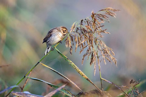 Animals, birds, buntings, a reed bunting in non-breeding plumage eating reed seeds (Emberiza