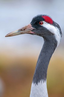 A crane (Grus grus) preening its plumage, Fågelsjö, Gävleborg County, Sweden